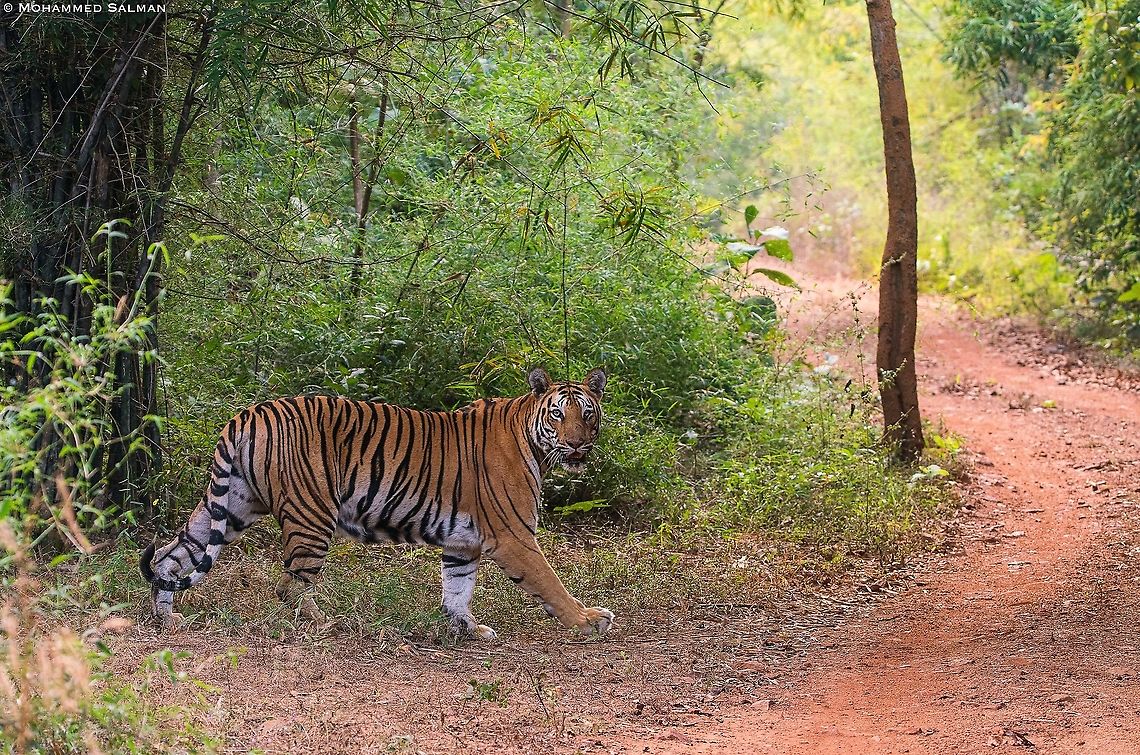 Tigress Sharmili || Tadoba || Jan 2020<br />
<a href="https://www.facebook.com/MohammedSalmanPics/" rel="nofollow">https://www.facebook.com/MohammedSalmanPics/</a> Bengal tiger,Panthera tigris tigris