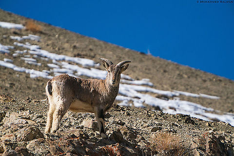 Himalayan blue sheep || Hemis || Feb 2020
https://www.facebook.com/MohammedSalmanPics/ Bharal (blue sheep),Pseudois nayaur