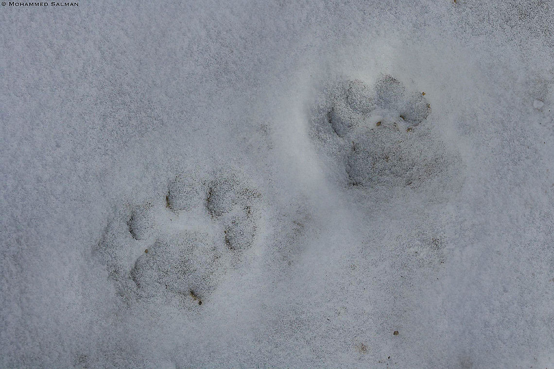 Trail of the Grey Ghost || Hemis || Feb 2020<br />
<a href="https://www.facebook.com/MohammedSalmanPics/" rel="nofollow">https://www.facebook.com/MohammedSalmanPics/</a> Panthera Uncia,Snow leopard