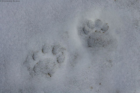 Trail of the Grey Ghost || Hemis || Feb 2020
https://www.facebook.com/MohammedSalmanPics/ Panthera Uncia,Snow leopard
