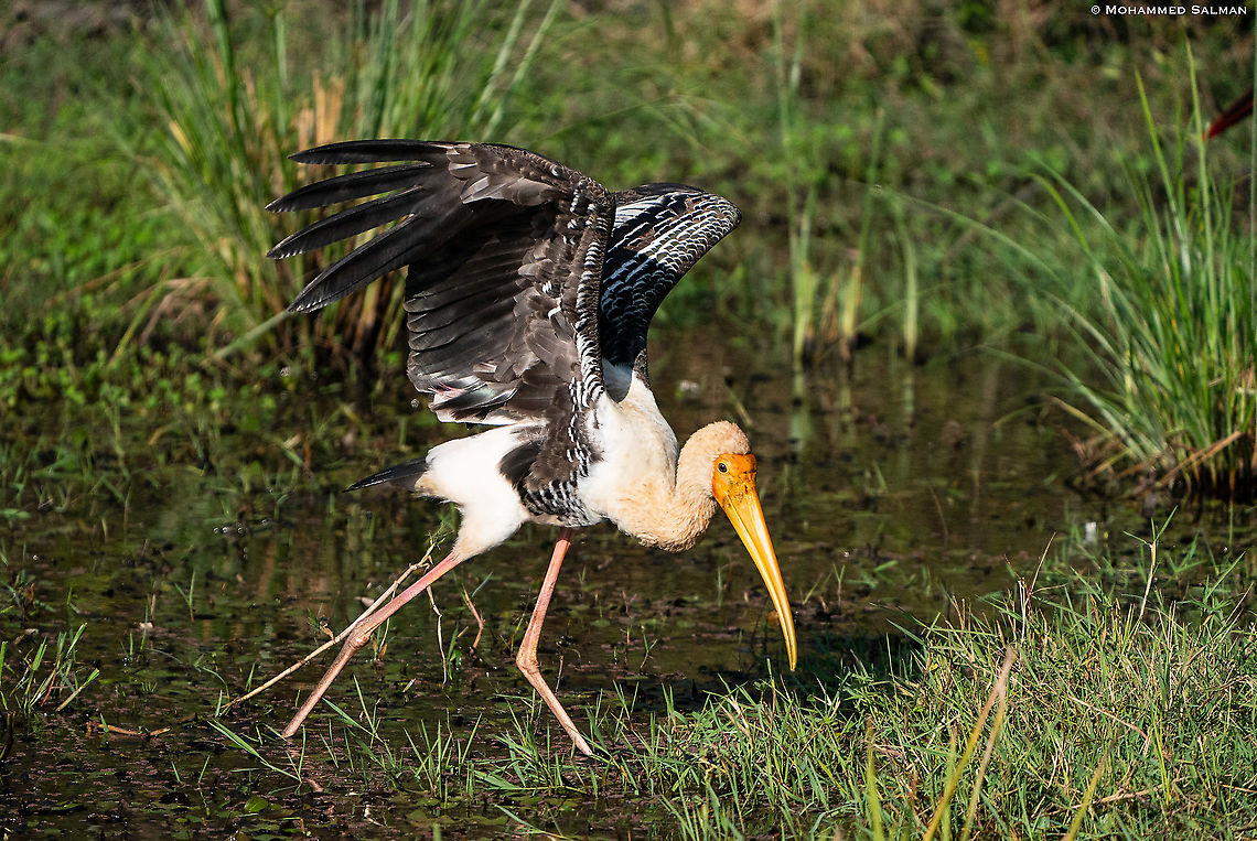 Painted stork || Bandipur || Feb 2020<br />
<a href="https://www.facebook.com/MohammedSalmanPics/" rel="nofollow">https://www.facebook.com/MohammedSalmanPics/</a> Mycteria leucocephala,Painted Stork