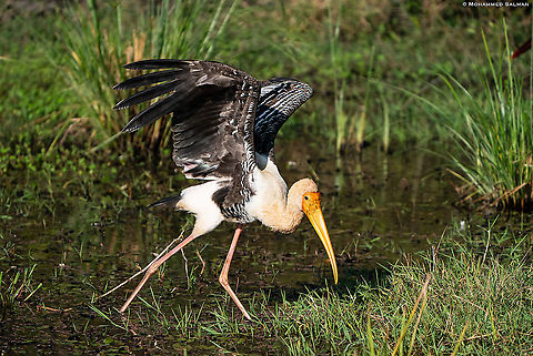Painted stork || Bandipur || Feb 2020
https://www.facebook.com/MohammedSalmanPics/ Mycteria leucocephala,Painted Stork