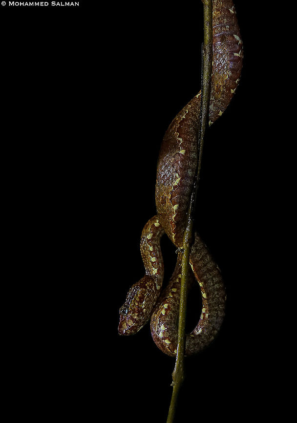Malabar Pit Viper Brown Morph || Agumbe || June 2019<br />
<a href="https://www.facebook.com/MohammedSalmanPics/" rel="nofollow">https://www.facebook.com/MohammedSalmanPics/</a> Malabar pit viper,Trimeresurus malabaricus