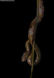 Malabar Pit Viper Brown Morph || Agumbe || June 2019
https://www.facebook.com/MohammedSalmanPics/ Malabar pit viper,Trimeresurus malabaricus
