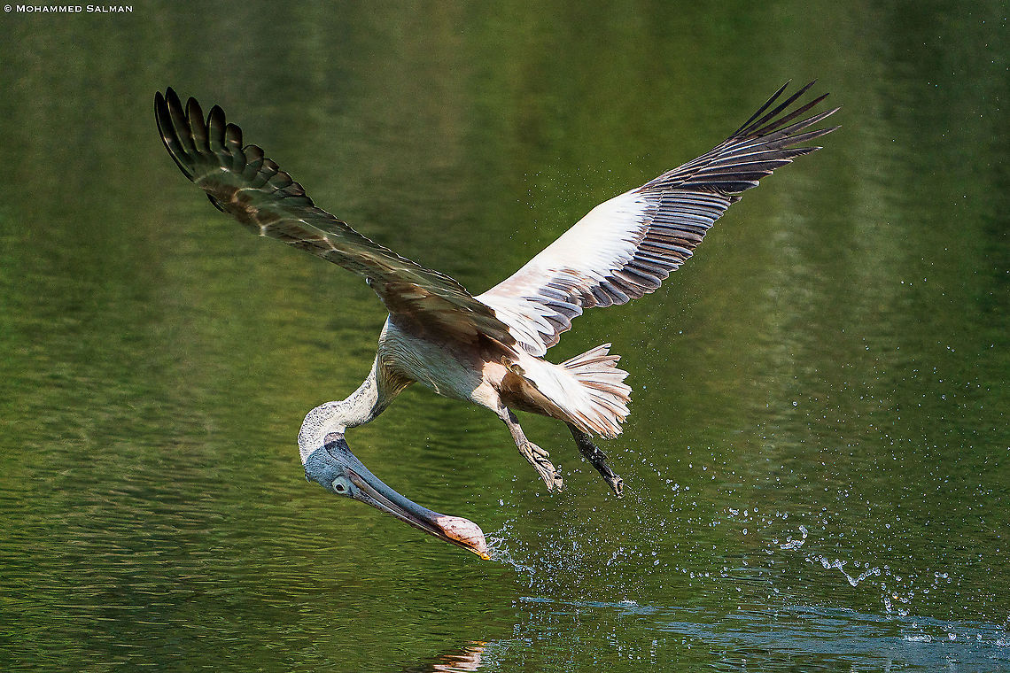 Spot-billed pelican acrobatics ||Ranganathittu || Feb 2020<br />
<a href="https://www.facebook.com/MohammedSalmanPics/" rel="nofollow">https://www.facebook.com/MohammedSalmanPics/</a> Pelecanus philippensis,Spot-billed pelican