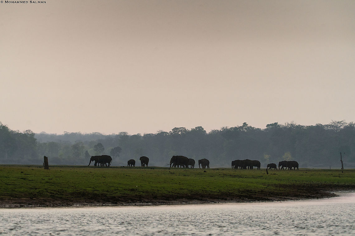 Kabini backwaters, Habitat of the Elephants || March 2018<br />
<a href="https://www.facebook.com/MohammedSalmanPics/" rel="nofollow">https://www.facebook.com/MohammedSalmanPics/</a> Asian elephant,Elephas maximus