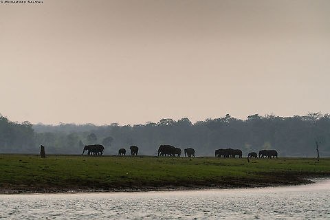 Kabini backwaters, Habitat of the Elephants || March 2018
https://www.facebook.com/MohammedSalmanPics/ Asian elephant,Elephas maximus