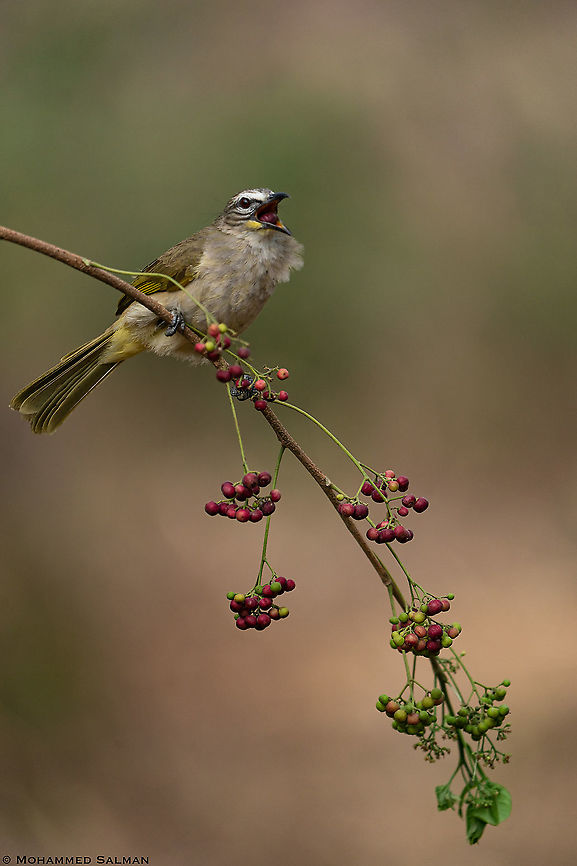 White browed bulbul foraging || Bangalore || March 2020<br />
<a href="https://www.facebook.com/MohammedSalmanPics/" rel="nofollow">https://www.facebook.com/MohammedSalmanPics/</a> Pycnonotus luteolus,white browed bulbul