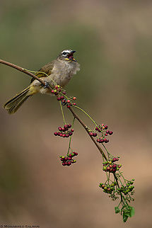 White browed bulbul foraging || Bangalore || March 2020
https://www.facebook.com/MohammedSalmanPics/ Pycnonotus luteolus,white browed bulbul
