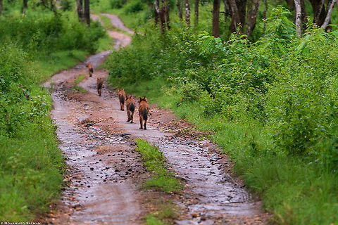 Follow the leader, Indian wild dogs || Bandipur || Aug 2018
https://www.facebook.com/MohammedSalmanPics/ Cuon alpinus,Dhole