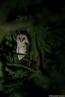 Barn owl || Sunderbans || Oct 2019
https://www.facebook.com/MohammedSalmanPics/ Barn owl,Tyto alba