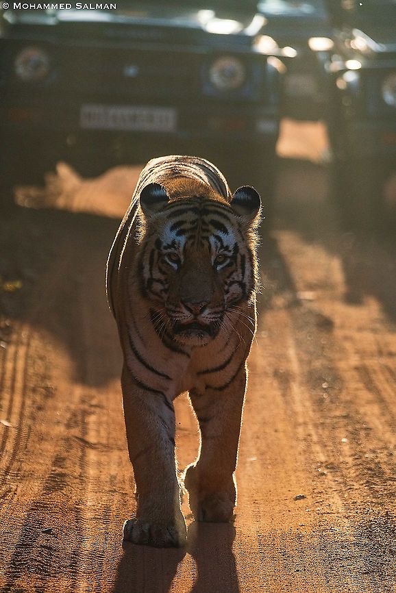 The Mighty Matkasur Head On || Tadoba || Jan 2020<br />
<a href="https://www.facebook.com/MohammedSalmanPics/" rel="nofollow">https://www.facebook.com/MohammedSalmanPics/</a> Bengal tiger,Panthera tigris tigris