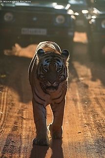 The Mighty Matkasur Head On || Tadoba || Jan 2020
https://www.facebook.com/MohammedSalmanPics/ Bengal tiger,Panthera tigris tigris
