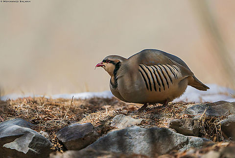 The Chukar Partridge || Hemis || Feb 2020
https://www.facebook.com/MohammedSalmanPics/ Alectoris chukar,Chukar partridge