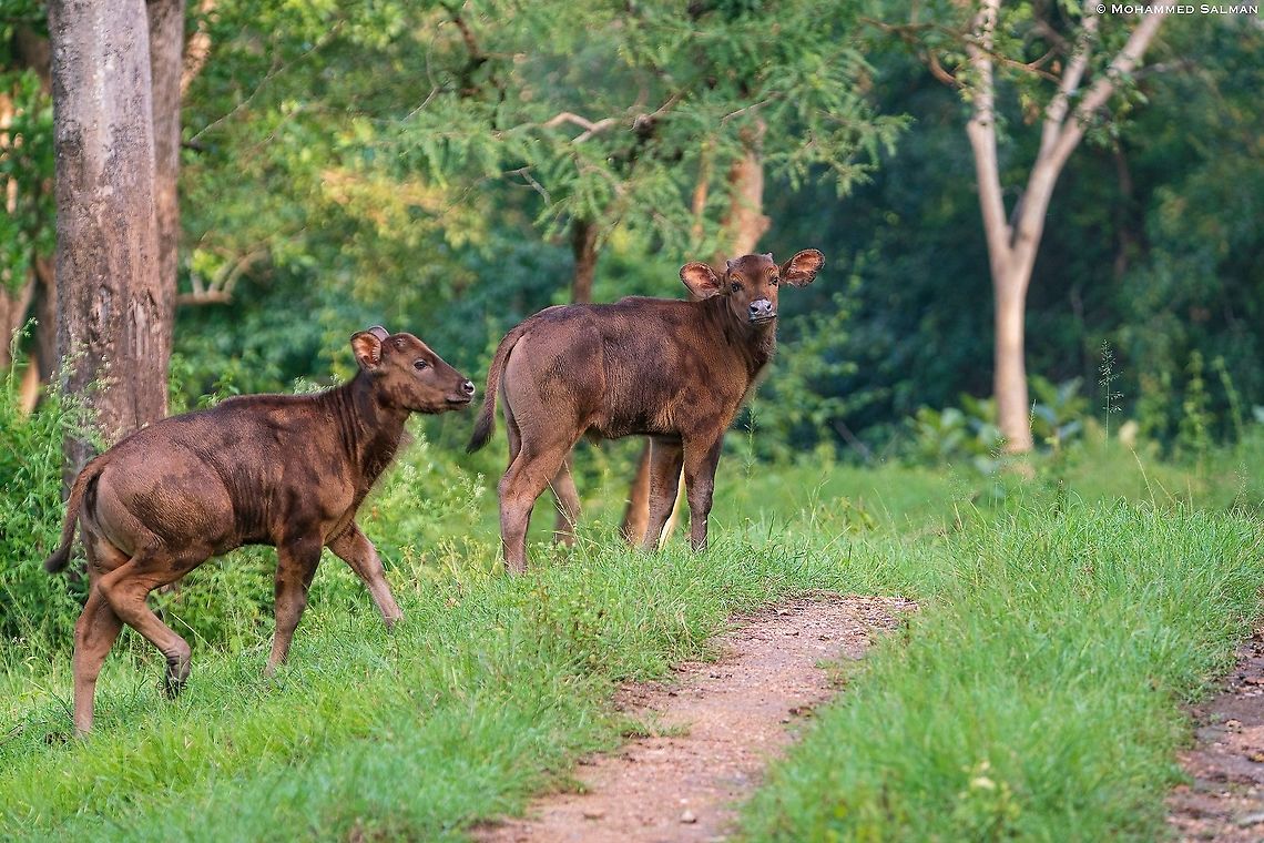 Gaur calves || Bandipur || Sept 2018<br />
<a href="https://www.facebook.com/MohammedSalmanPics/" rel="nofollow">https://www.facebook.com/MohammedSalmanPics/</a> Bos gaurus,Cyamopsis tetragonoloba,Gaur,guar