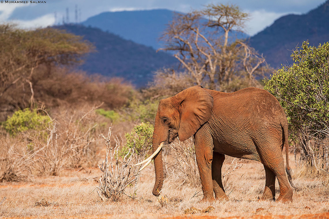 The red elephants of Tsavo || Tsavo East || Aug 2017<br />
In reality, they are the same colour as other elephants, their red appearance is due to the repetitive dust bathing with the red volcanic soil of Tsavo National Park.<br />
<br />
<a href="https://www.facebook.com/MohammedSalmanPics/" rel="nofollow">https://www.facebook.com/MohammedSalmanPics/</a> African bush elephant,Loxodonta africana
