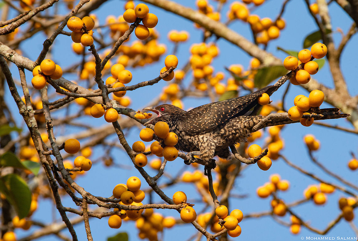 Asian koel female || Dandeli || March 2019<br />
<a href="https://www.facebook.com/MohammedSalmanPics/" rel="nofollow">https://www.facebook.com/MohammedSalmanPics/</a> Asian koel,Eudynamys scolopaceus