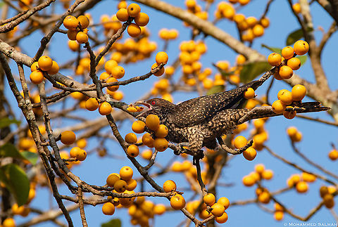 Asian koel female || Dandeli || March 2019
https://www.facebook.com/MohammedSalmanPics/ Asian koel,Eudynamys scolopaceus