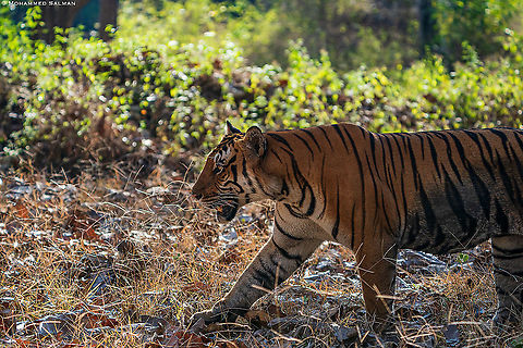A tiger on the prowl || Kabini || Feb 2020
https://www.facebook.com/MohammedSalmanPics/ Bengal tiger,Panthera tigris tigris