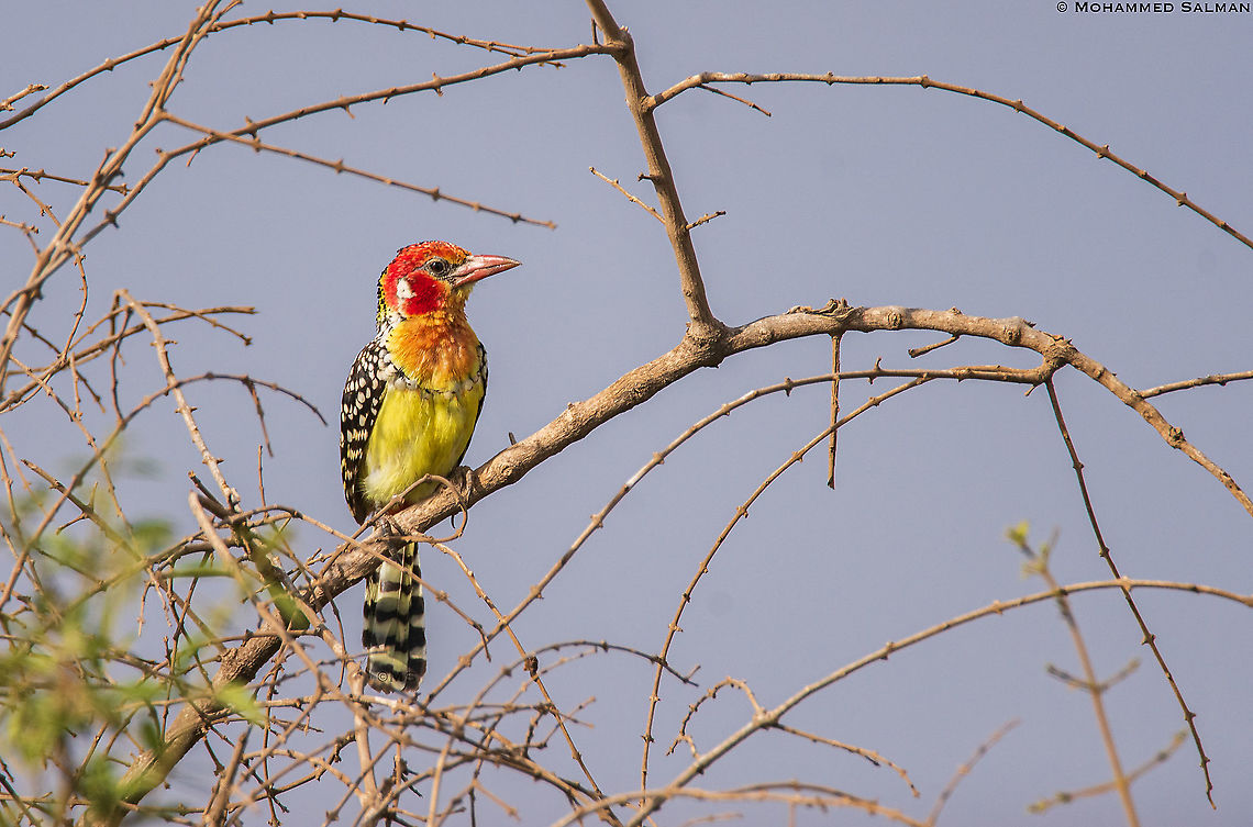 Red and yellow barbet || Amboseli || Aug 2017<br />
<a href="https://www.facebook.com/MohammedSalmanPics/" rel="nofollow">https://www.facebook.com/MohammedSalmanPics/</a> Red-and-yellow barbet,Trachyphonus erythrocephalus
