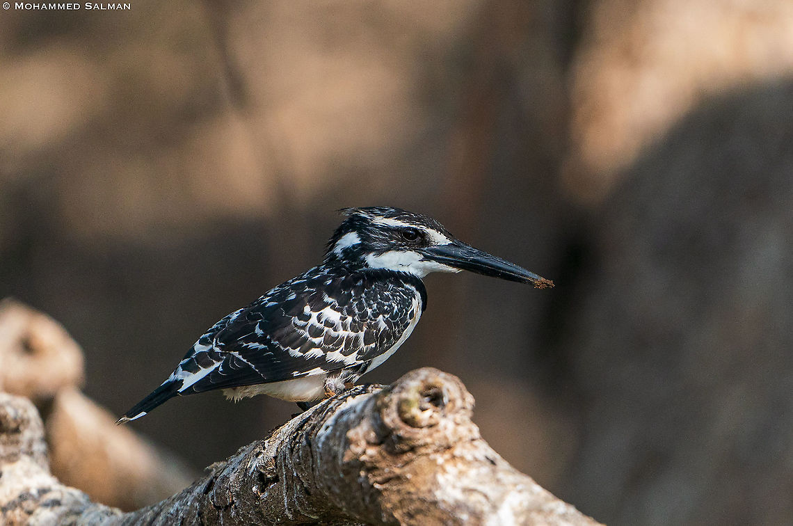 Pied kingfisher || Ranganathittu || Feb 2020<br />
<a href="https://www.facebook.com/MohammedSalmanPics/" rel="nofollow">https://www.facebook.com/MohammedSalmanPics/</a> Ceryle rudis,Pied Kingfisher