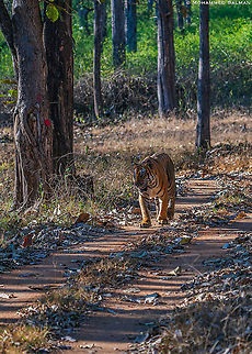 Tiger on the track || Kabini || Feb 2020
https://www.facebook.com/MohammedSalmanPics/ Bengal tiger,Panthera tigris tigris