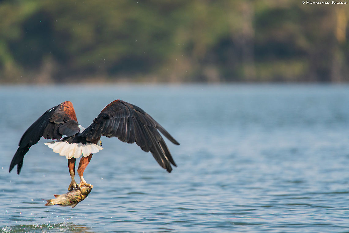 African Fish Eagle with catch || Lake Naivasha || Aug 2017<br />
<a href="https://www.facebook.com/MohammedSalmanPics/" rel="nofollow">https://www.facebook.com/MohammedSalmanPics/</a> African fish eagle,Haliaeetus vocifer