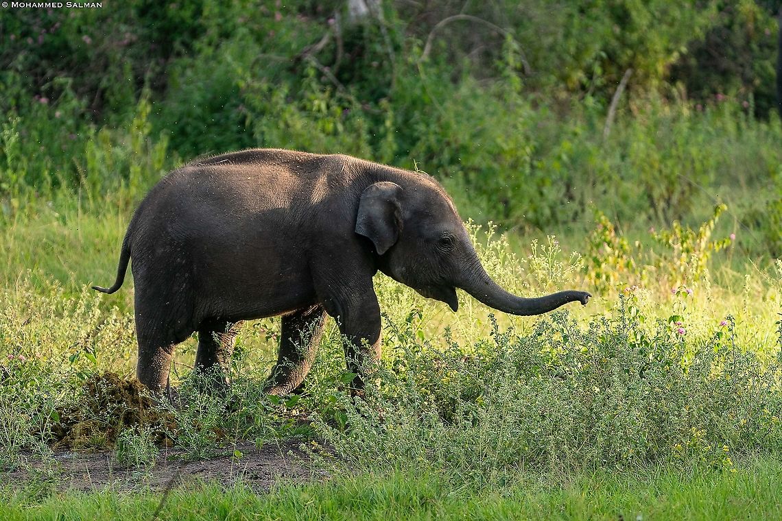 Little Jumbo || Bandipur || Sept 2018<br />
<a href="https://www.facebook.com/MohammedSalmanPics/" rel="nofollow">https://www.facebook.com/MohammedSalmanPics/</a> Asian elephant,Elephas maximus