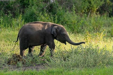 Little Jumbo || Bandipur || Sept 2018
https://www.facebook.com/MohammedSalmanPics/ Asian elephant,Elephas maximus