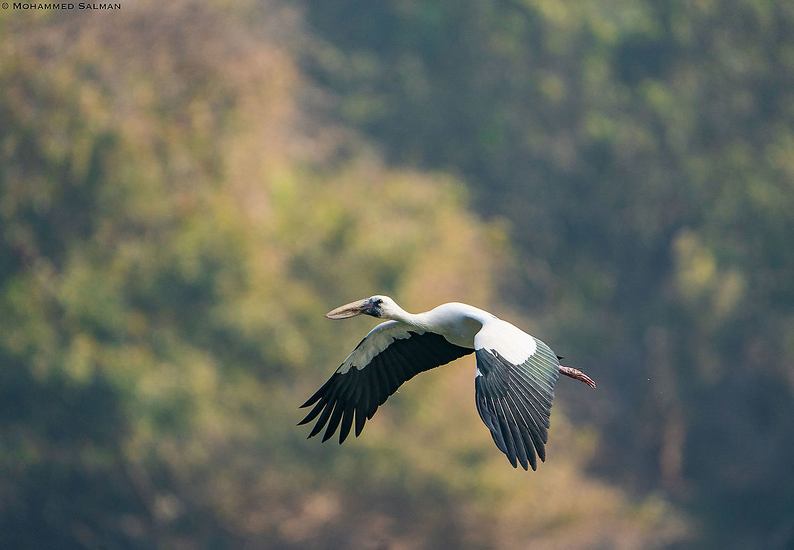 Open billed stork in flight || Ranganathittu || Feb 2020<br />
<a href="https://www.facebook.com/MohammedSalmanPics/" rel="nofollow">https://www.facebook.com/MohammedSalmanPics/</a> Anastomus oscitans,Asian openbill