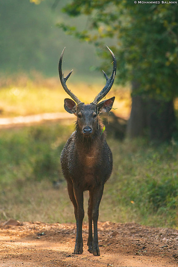 Royal stag || Tadoba || Jan 2020<br />
<a href="https://www.facebook.com/MohammedSalmanPics/" rel="nofollow">https://www.facebook.com/MohammedSalmanPics/</a> Rusa unicolor,Sambar
