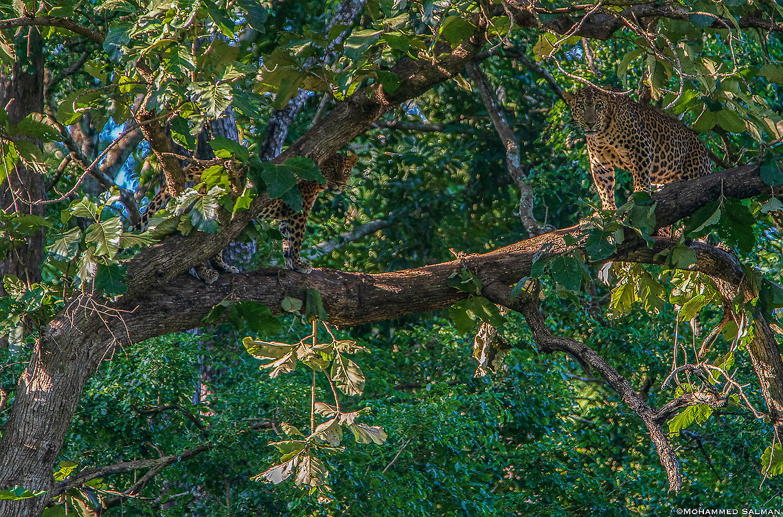 Leopard couple || Kabini || Sept 2018<br />
<a href="https://www.facebook.com/MohammedSalmanPics/" rel="nofollow">https://www.facebook.com/MohammedSalmanPics/</a> Leopard,Panthera pardus