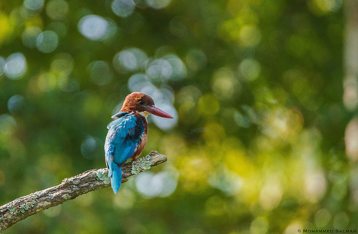 White-throated kingfisher || Bandipur || Sept 2018<br />
<a href="https://www.facebook.com/MohammedSalmanPics/" rel="nofollow">https://www.facebook.com/MohammedSalmanPics/</a> Halcyon smyrnensis,White-throated kingfisher
