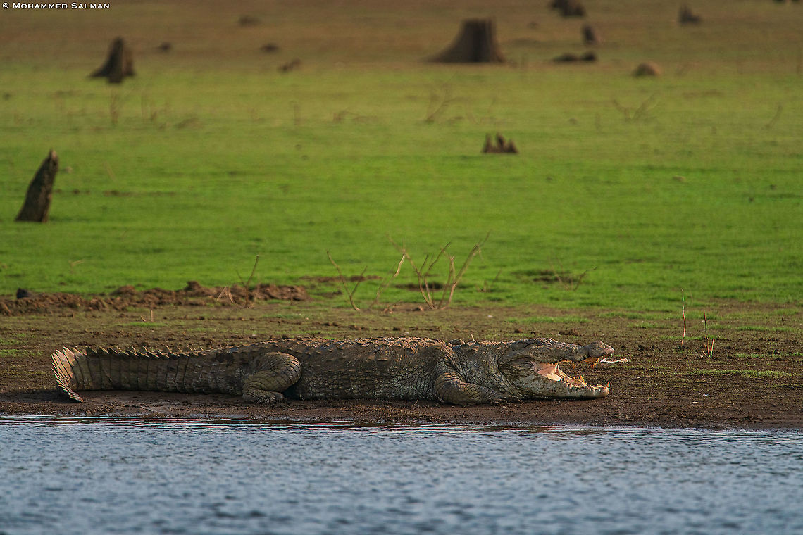 Crocodile || Kabini || March 2018 Crocodylus johnsoni,Crocodylus palustris,Crocodylus porosus,Freshwater Crocodile,Mugger crocodile,Saltwater crocodile