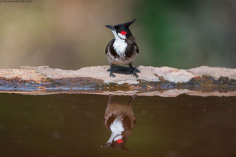 Red whiskered bulbul reflection || Bangalore || March 2020
https://www.facebook.com/MohammedSalmanPics/ Pycnonotus jocosus,Red Whiskered Bulbul
