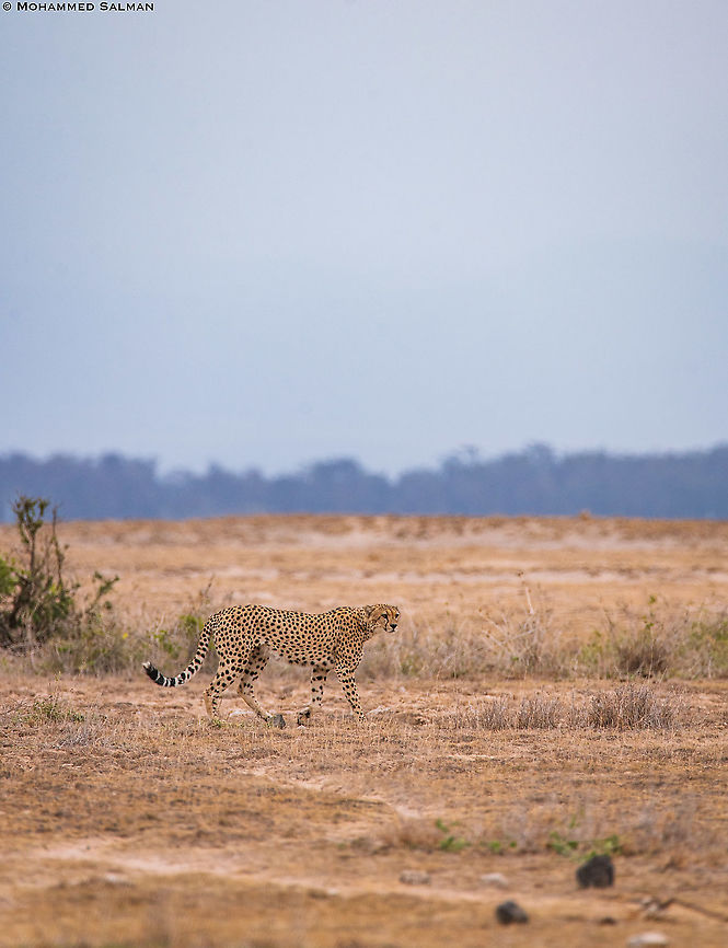 Cheetah || Amboseli || Aug 2017<br />
<a href="https://www.facebook.com/MohammedSalmanPics/" rel="nofollow">https://www.facebook.com/MohammedSalmanPics/</a> Acinonyx jubatus,Cheetah
