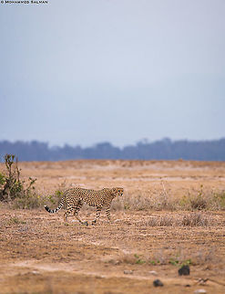 Cheetah || Amboseli || Aug 2017
https://www.facebook.com/MohammedSalmanPics/ Acinonyx jubatus,Cheetah