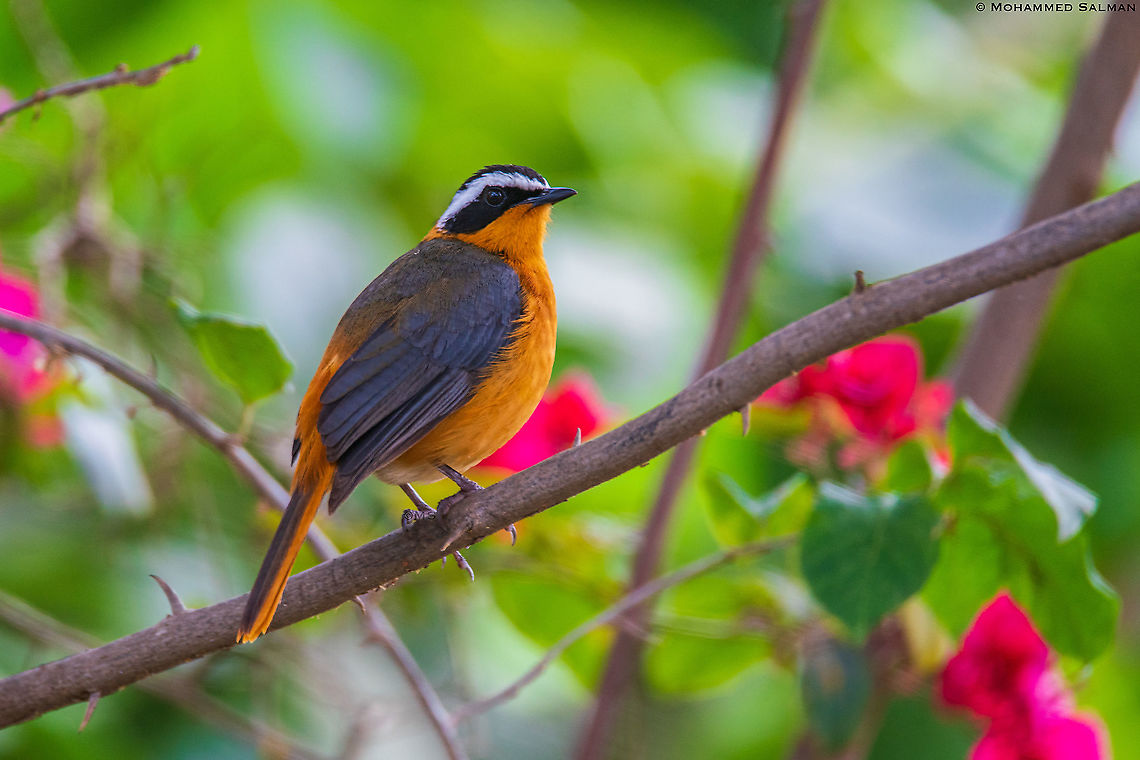 White-browed robin-chat || Lake Naivasha || Aug 2017<br />
<a href="https://www.facebook.com/MohammedSalmanPics/" rel="nofollow">https://www.facebook.com/MohammedSalmanPics/</a> Cossypha heuglini,White-browed robin-chat