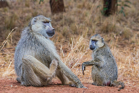 Yellow baboons || Tsavo West || Aug 2017
https://www.facebook.com/MohammedSalmanPics/ Papio cynocephalus,Yellow baboon