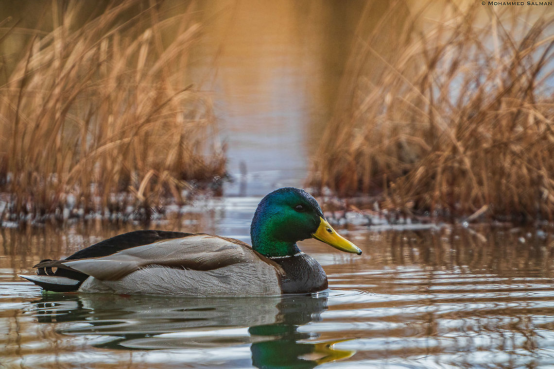 Mallard || Ladakh || Feb 2020<br />
<a href="https://www.facebook.com/MohammedSalmanPics/" rel="nofollow">https://www.facebook.com/MohammedSalmanPics/</a> Anas platyrhynchos,Mallard