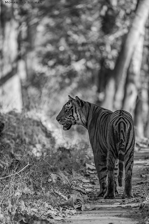 Greyscale tiger || Kabini || Feb 2020<br />
<a href="https://www.facebook.com/MohammedSalmanPics/" rel="nofollow">https://www.facebook.com/MohammedSalmanPics/</a> Bengal tiger,Panthera tigris tigris