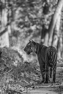 Greyscale tiger || Kabini || Feb 2020
https://www.facebook.com/MohammedSalmanPics/ Bengal tiger,Panthera tigris tigris