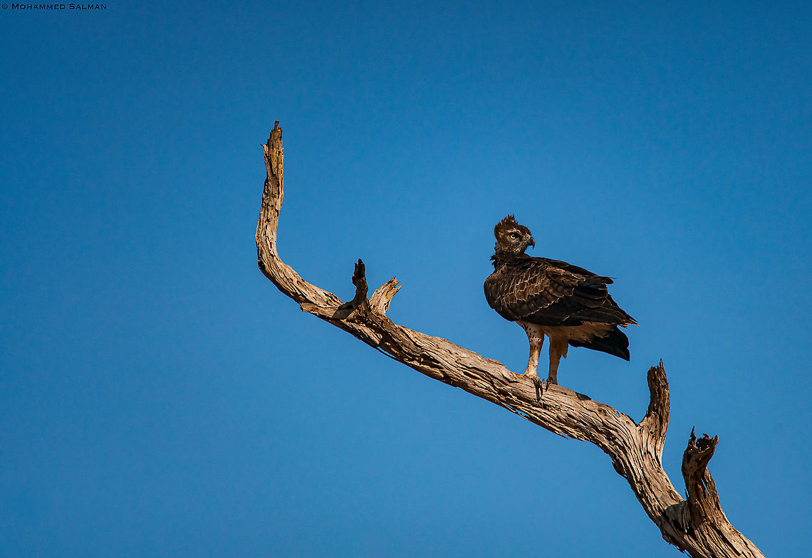 Martial eagle || Tsavo East || Aug 2017<br />
<a href="https://www.facebook.com/MohammedSalmanPics/" rel="nofollow">https://www.facebook.com/MohammedSalmanPics/</a> Martial Eagle,Polemaetus bellicosus
