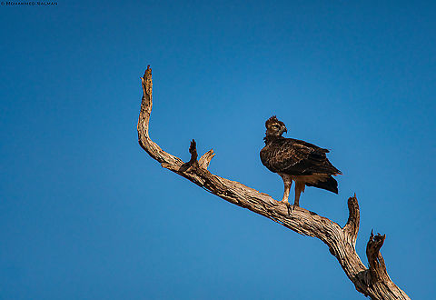 Martial eagle || Tsavo East || Aug 2017
https://www.facebook.com/MohammedSalmanPics/ Martial Eagle,Polemaetus bellicosus