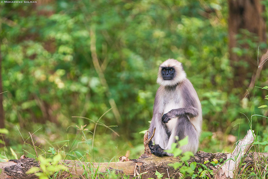 Hanuman langur || Nagarhole || Feb 2020<br />
<a href="https://www.facebook.com/MohammedSalmanPics/" rel="nofollow">https://www.facebook.com/MohammedSalmanPics/</a> Northern plains gray langur,Semnopithecus entellus