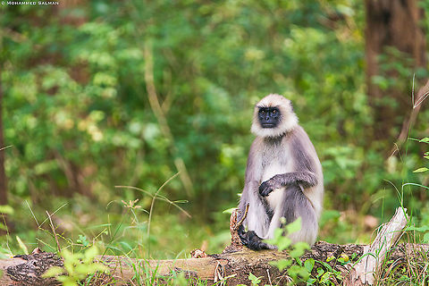 Hanuman langur || Nagarhole || Feb 2020
https://www.facebook.com/MohammedSalmanPics/ Northern plains gray langur,Semnopithecus entellus