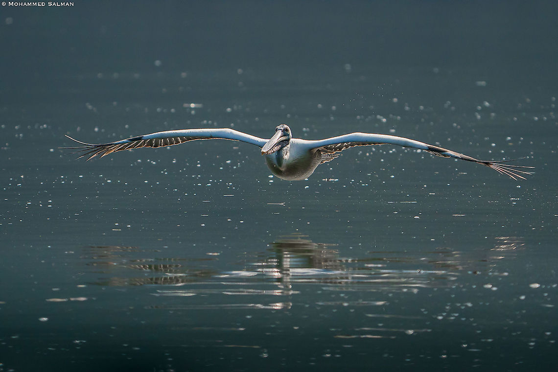 Wings wide open, Spot-billed pelican || Ranganathittu || Feb 2020<br />
<a href="https://www.facebook.com/MohammedSalmanPics/" rel="nofollow">https://www.facebook.com/MohammedSalmanPics/</a> Pelecanus philippensis,Spot-billed pelican