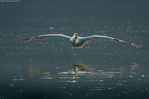 Wings wide open, Spot-billed pelican || Ranganathittu || Feb 2020
https://www.facebook.com/MohammedSalmanPics/ Pelecanus philippensis,Spot-billed pelican