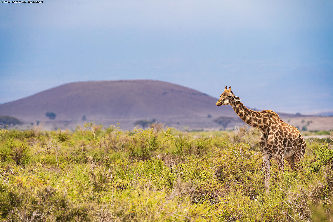 Giraffe habitat || Amboseli || Aug 2017<br />
<a href="https://www.facebook.com/MohammedSalmanPics/" rel="nofollow">https://www.facebook.com/MohammedSalmanPics/</a> Giraffa camelopardalis,Northern Giraffe