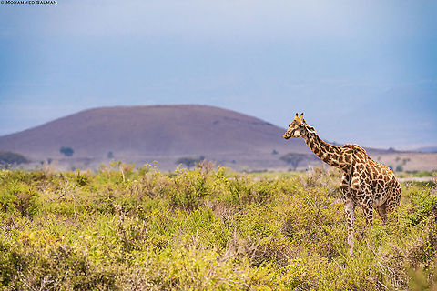Giraffe habitat || Amboseli || Aug 2017
https://www.facebook.com/MohammedSalmanPics/ Giraffa camelopardalis,Northern Giraffe